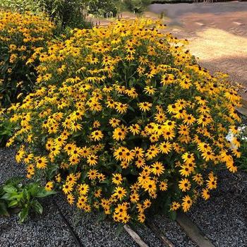 Rudbeckia fulgida 'Mega Millions™' (246405)