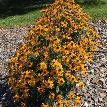 Rudbeckia fulgida 'Mega Millions™' (246406)