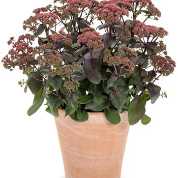 Sedum Rock 'N Grow® 'Midnight Velvet' (246409)