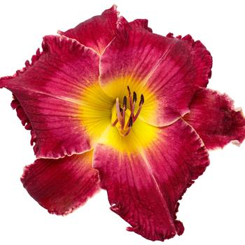 Hemerocallis Rainbow Rhythm® 'Blood, Sweat and Tears' (246412)