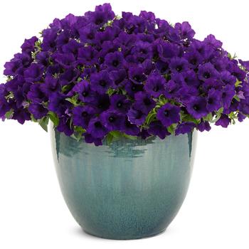 Petunia Supertunia Mini Vista® '' (246472)