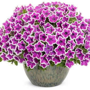 Petunia Supertunia® 'Hoopla™' (246474)