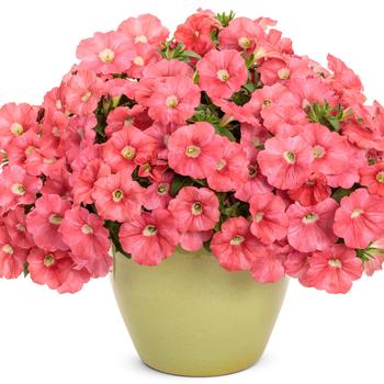 Petunia Supertunia® 'Bermuda Beach®' (246476)