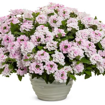 Verbena Superbena® 'Pink Cashmere™' (246477)