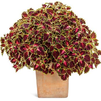 Coleus scutellarioides ColorBlaze® 'Cherry Drop' (246485)