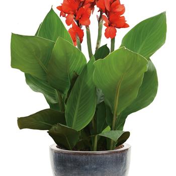 Canna x generalis Toucan® '' (246486)