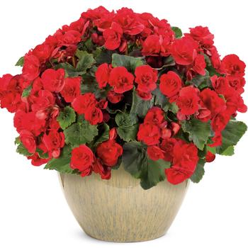 Begonia x hiemalis Solenia® '' (246489)