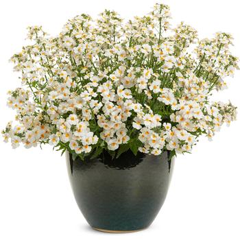 Nemesia Sunsatia® 'Coconut' (246494)