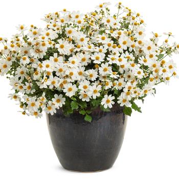 Bidens Campfire® 'Marshmallow™' (246536)