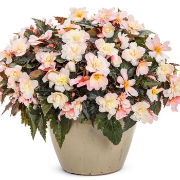 Begonia Double Delight™ '' (246544)