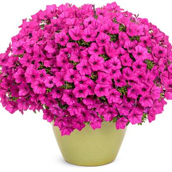 Petunia Supertunia Mini Vista® 'Sweet Sangria' (246546)