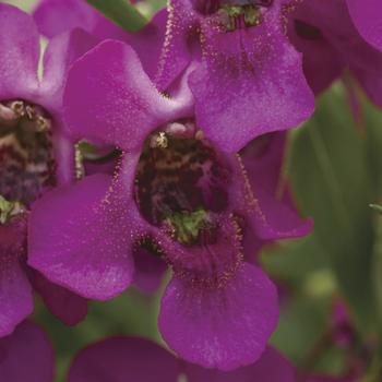 Angelonia angustifolia Carita™ 'Cascade Raspberry' (246558)