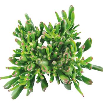 Crassula ovata 'Hobbit' (246569)