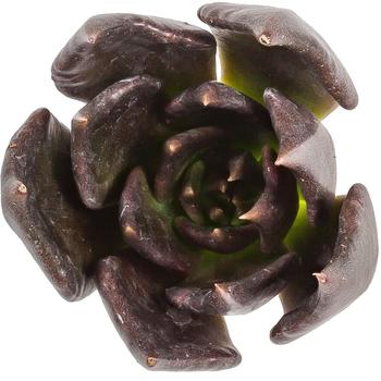 Echeveria 'Black Prince' (246573)