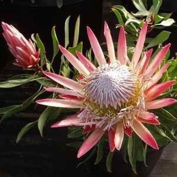 Protea cynaroides 'Mini King' 