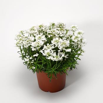 Iberis sempervirens Whistler™ '' (246697)