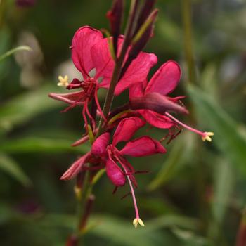 Gaura lindheimeri Belleza® '' (246699)