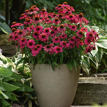 Echinacea Artisan™ 'Brilliant Rose' (246700)