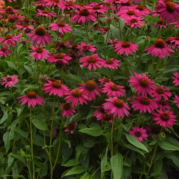 Echinacea Artisan™ 'Brilliant Rose' (246701)