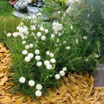 Achillea ptarmica 'Marshmallow' (246710)