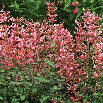 Agastache Kudos™ '' (246741)