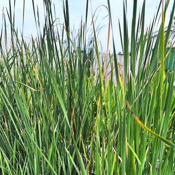 Typha laxmannii