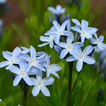 Amsonia ciliata var. tenuifolia 'Verdant Venture' (246846)