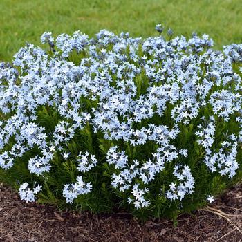 Amsonia ciliata var. tenuifolia 'Verdant Venture' 