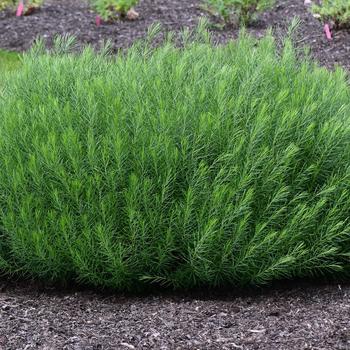 Amsonia ciliata var. tenuifolia 'Verdant Venture' (246849)