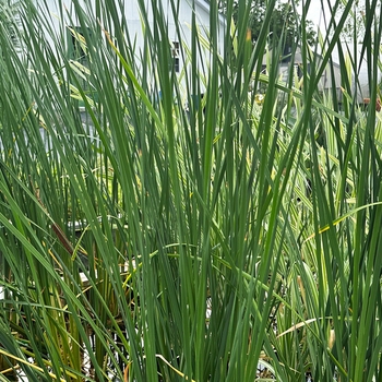 Typha angustifolia