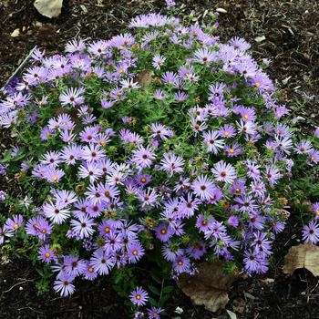 Aster 'Billowing Violet' (246862)