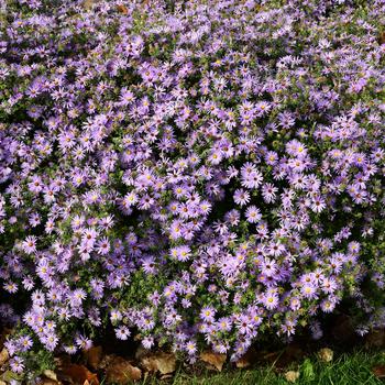 Aster 'Billowing Violet' (246865)