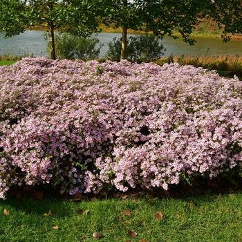 Aster oblongifolius 'Cotton Candy' (246876)