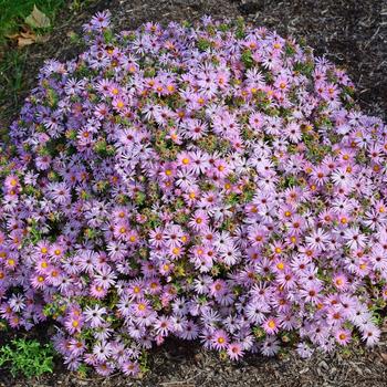 Aster oblongifolius 'Cotton Candy' (246878)