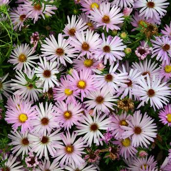 Aster oblongifolius 'Cotton Candy' (246881)