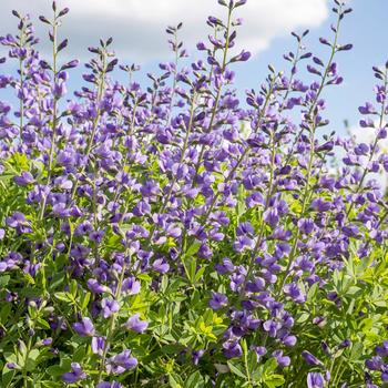 Baptisia australis 'Blue Mound' PP25902