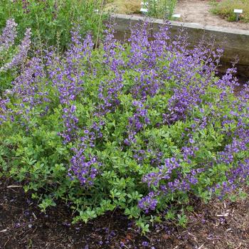 Baptisia australis 'Blue Mound' (246894)