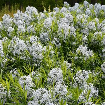 Amsonia 'Blue Behemoth' (246898)