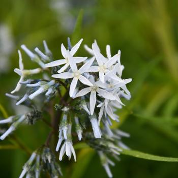 Amsonia 'Blue Behemoth' (246900)