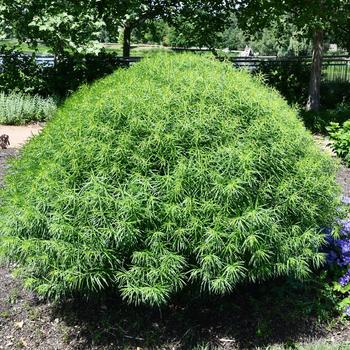 Amsonia 'Blue Behemoth' (246901)