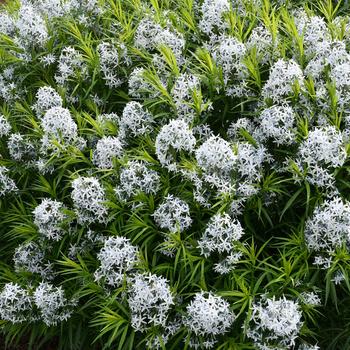 Amsonia 'Blue Behemoth' (246902)