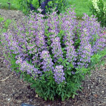 Baptisia 'Lavender Rose' (246905)