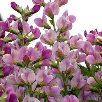 Baptisia 'Lavender Rose' (246906)