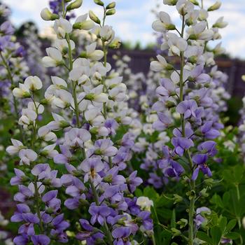 Baptisia 'Lunar Eclipse' (246911)