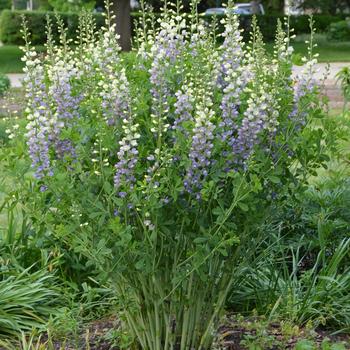 Baptisia 'Lunar Eclipse' (246912)