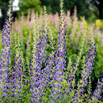 Baptisia Prairieblues™ 'Midnite' (246916)