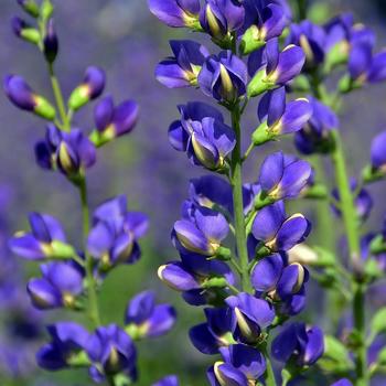 Baptisia Prairieblues™ 'Midnite' (246917)