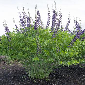 Baptisia Prairieblues™ 'Midnite' (246918)