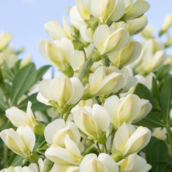 Baptisia PrairieBlues™ 'Mojito' (246922)