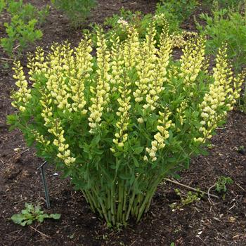 Baptisia PrairieBlues™ 'Mojito' (246924)